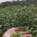 只卖纯手炒制正宗信阳毛尖新茶绿茶耐泡回口高香雨前叶茶