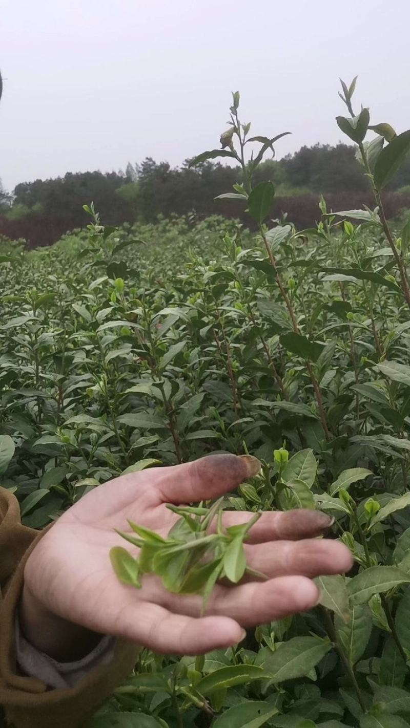 只卖纯手炒制正宗信阳毛尖新茶绿茶耐泡回口高香雨前叶茶