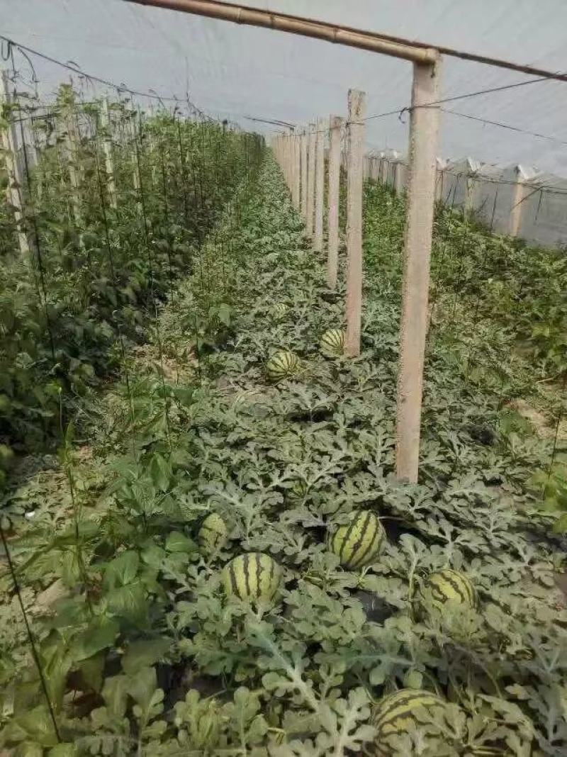 河南精品甜王西瓜，诚心代办代发全国，皮薄个大糖度高！