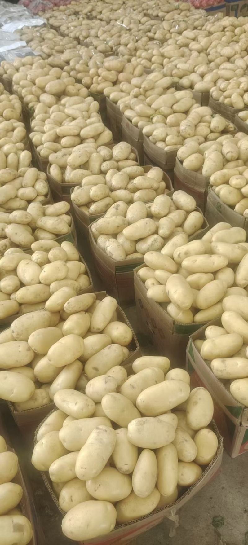 山东荷兰土豆现货供应商超市场保鲜储存，专业代发质量保证