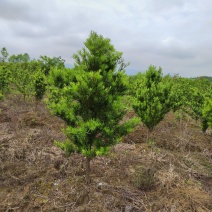 江西地经4公分罗汉松价格优惠专业种植罗汉松基地直发