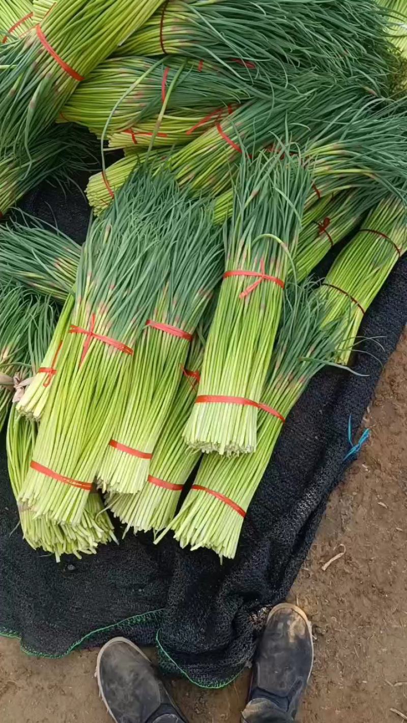 淮阳红帽蒜苔，干苔，大量供应，对接电商，商超，库存，全网