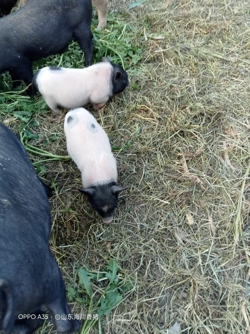 巴马香猪，种猪苗，商品猪，怀孕母猪常年出售