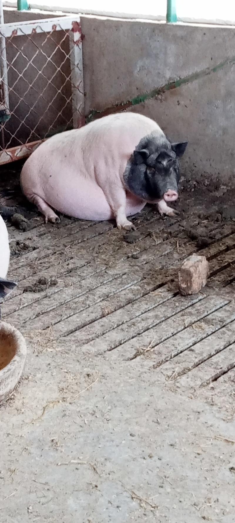 巴马香猪，种猪苗，商品猪，怀孕母猪常年出售