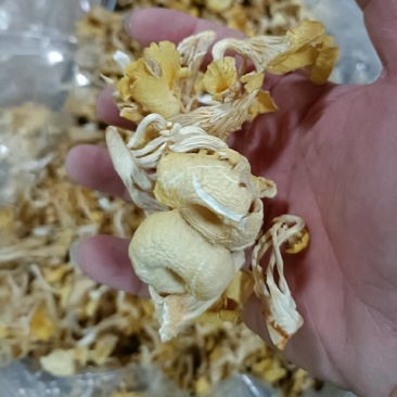 鸡油菌榆黄蘑黄金菇云南特产菌汤包火锅食材批发