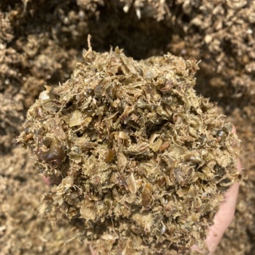 广东湛江新鲜的菠萝皮压榨出来用来发酵好的菠萝渣牛饲料