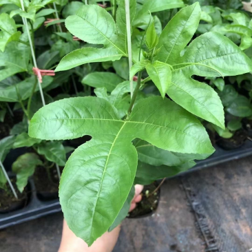 百香果苗