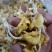 鸡油菌榆黄蘑黄金菇云南特产菌汤包火锅食材批发