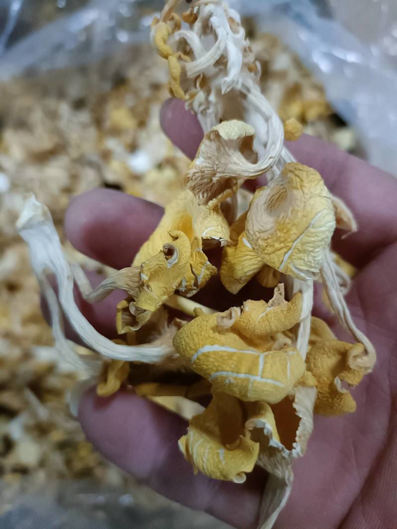 鸡油菌榆黄蘑黄金菇云南特产菌汤包火锅食材批发