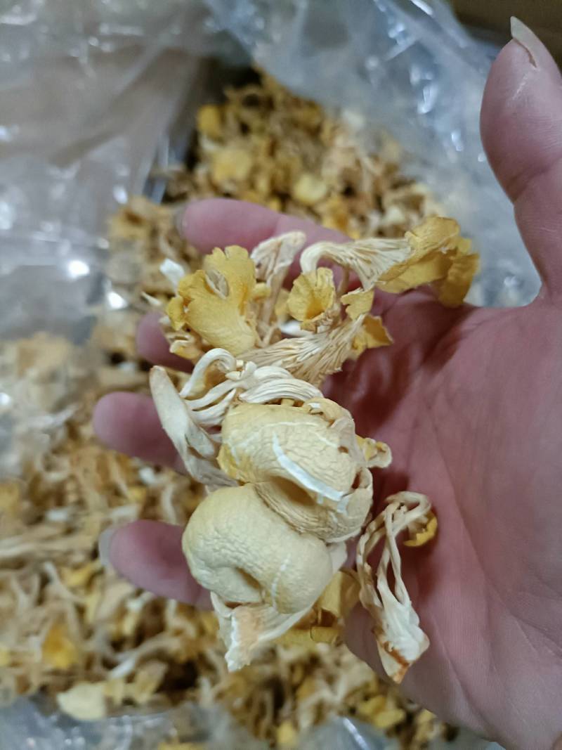 鸡油菌榆黄蘑黄金菇云南特产菌汤包火锅食材批发