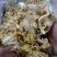 鸡油菌榆黄蘑黄金菇云南特产菌汤包火锅食材批发