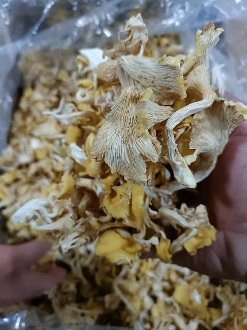 鸡油菌榆黄蘑黄金菇云南特产菌汤包火锅食材批发