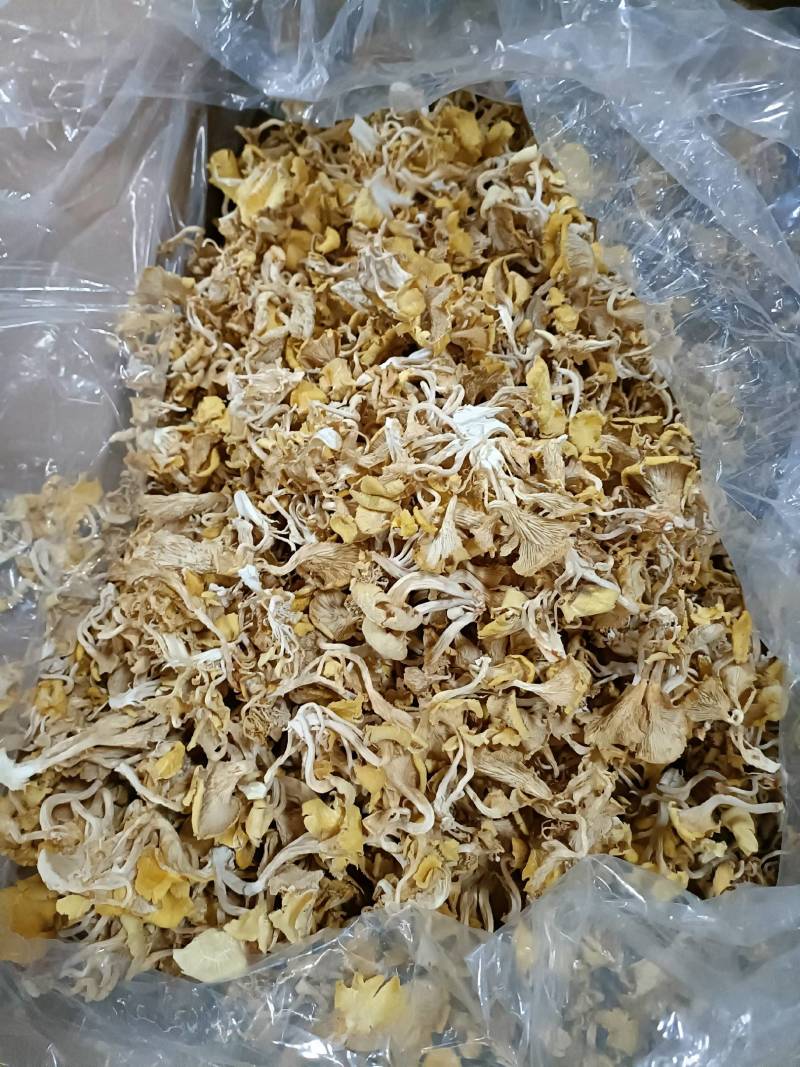 鸡油菌榆黄蘑黄金菇云南特产菌汤包火锅食材批发