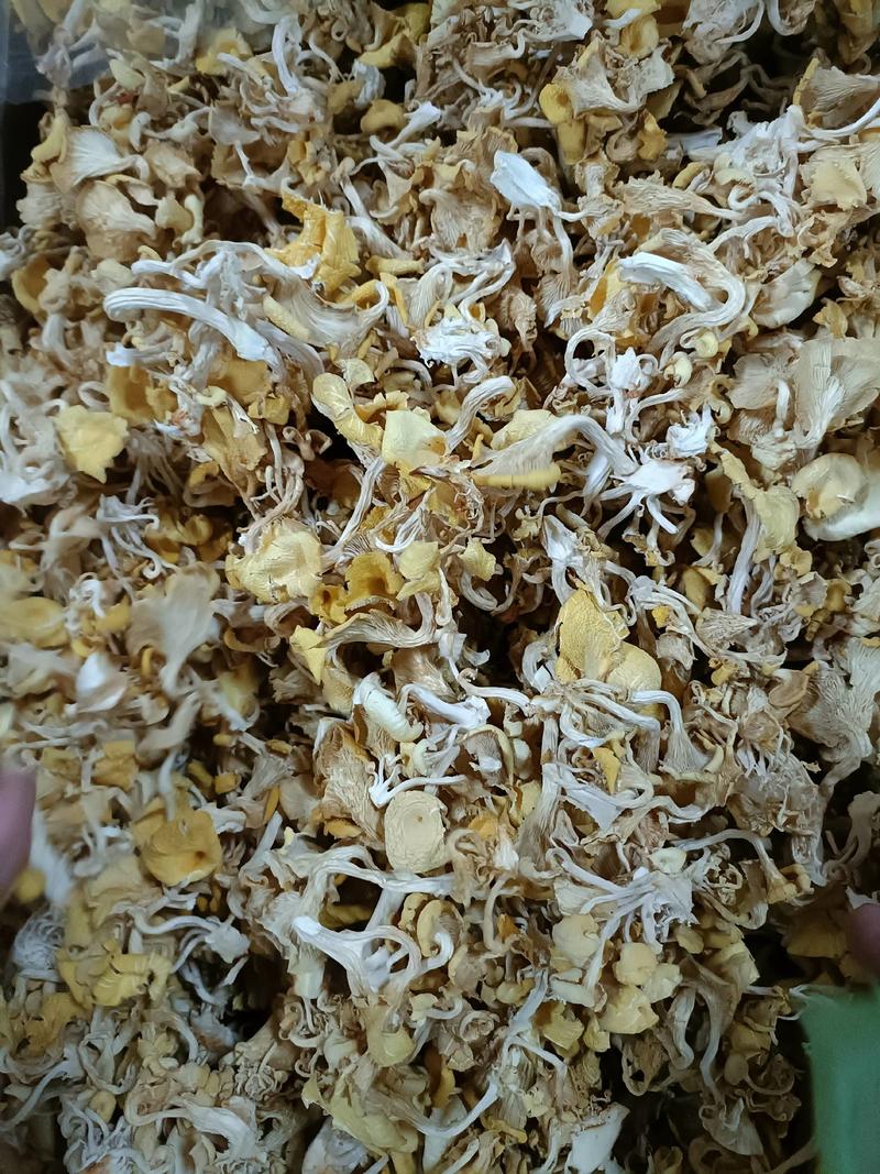 鸡油菌榆黄蘑黄金菇云南特产菌汤包火锅食材批发