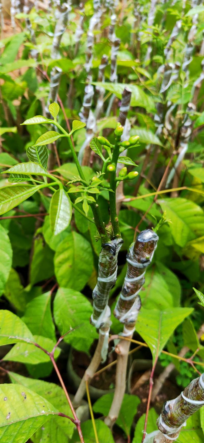 潮汕黑橄榄嫁接苗(工艺榄)榄中精品，布袋苗，中杯苗。