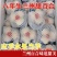 食用鲜甜百合精品三头两头各种品类产地直销欢迎选购