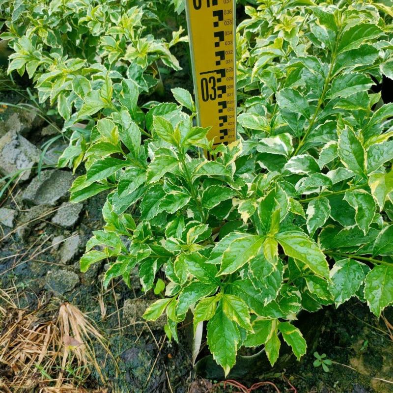 花叶假连翘基地直销，一手货源，批发价格