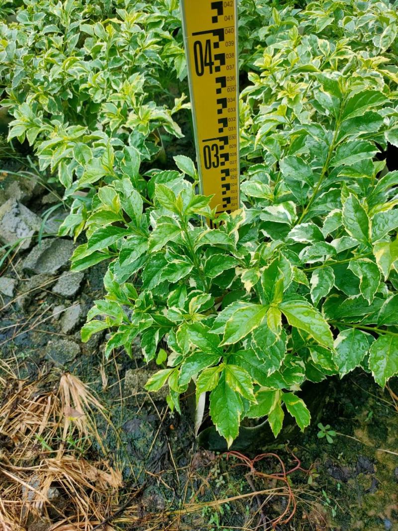 花叶假连翘基地直销，一手货源，批发价格