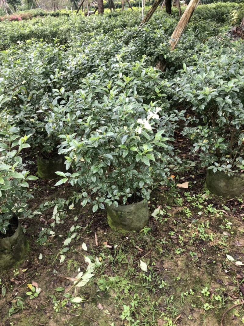 花叶假连翘基地直销，一手货源，批发价格