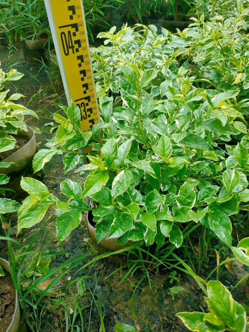 花叶假连翘基地直销，一手货源，批发价格