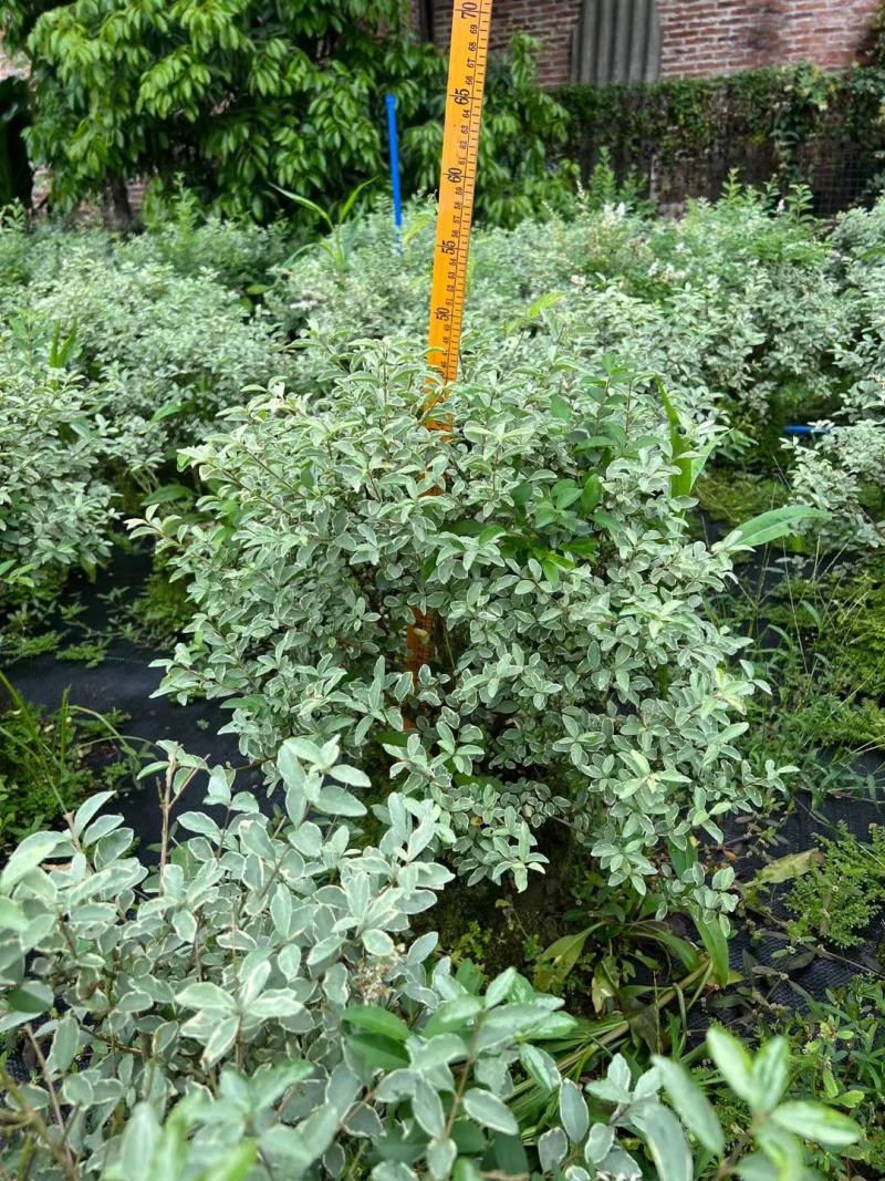 花叶女贞，佛山基地直销一手货源，批发价格