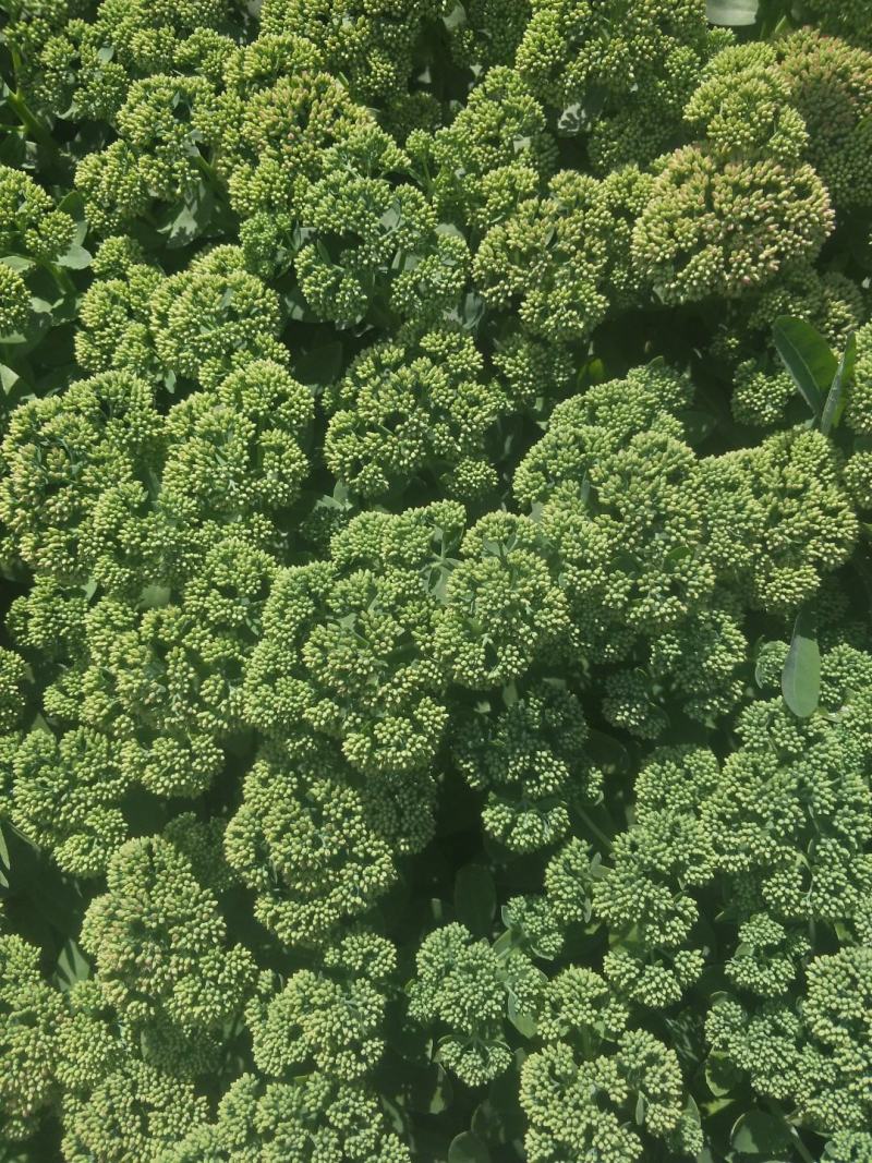 八宝景天，花卉盆景，盆景盆花，量大从优。