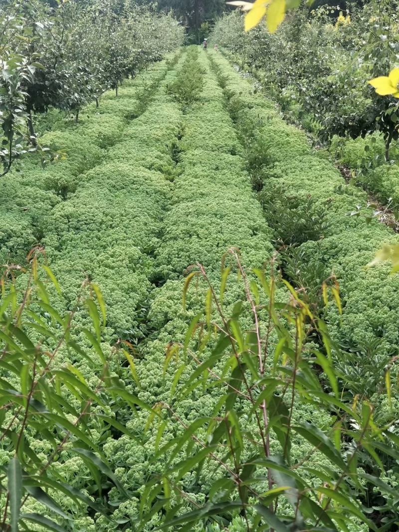 八宝景天，花卉盆景，盆景盆花，量大从优。