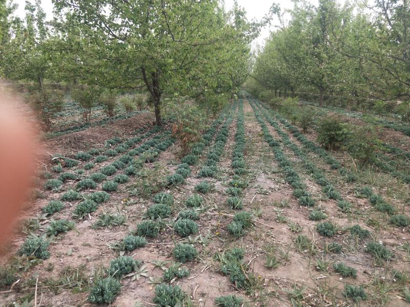 八宝景天，花卉盆景，盆景盆花，量大从优。