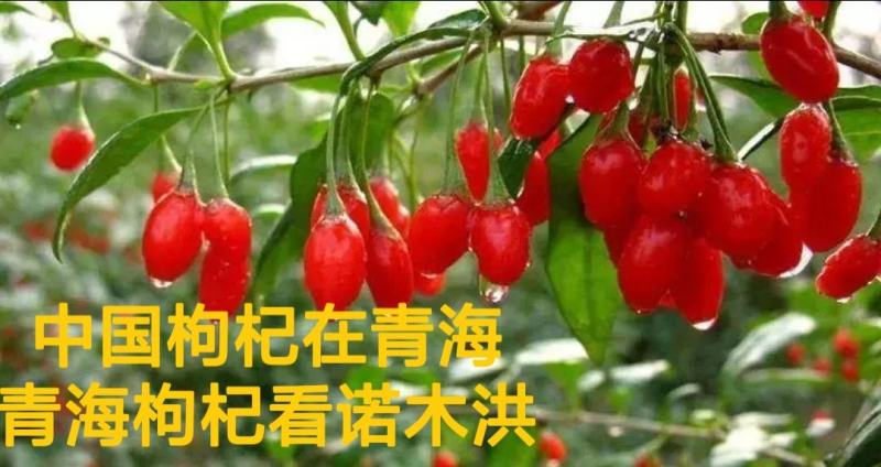 青海大枸杞