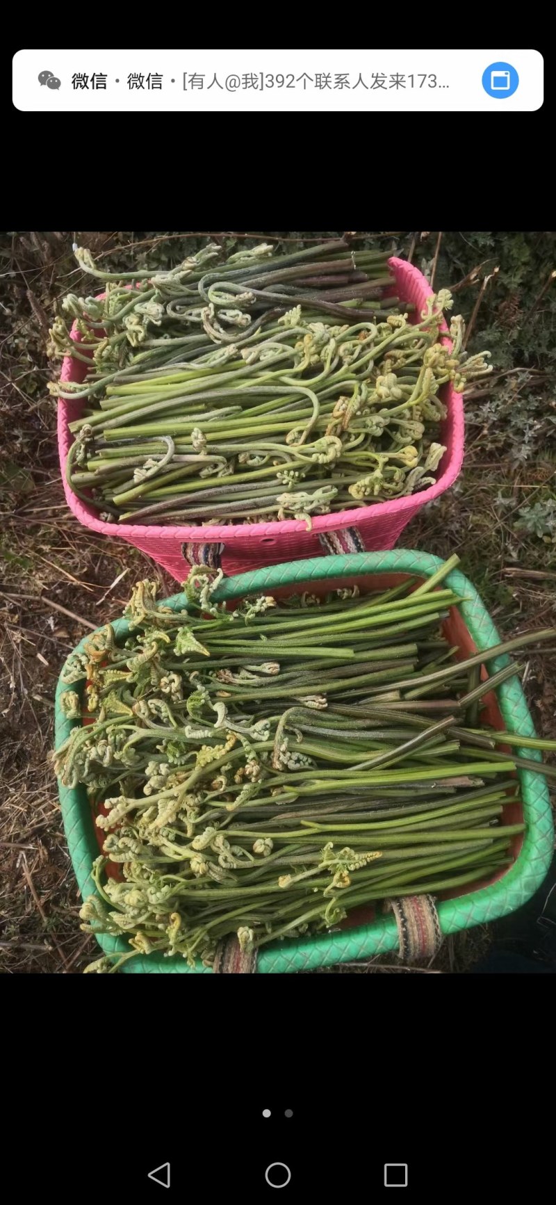 大山里生长的野生蕨菜干，健康营养。吸收阳光精华晒干