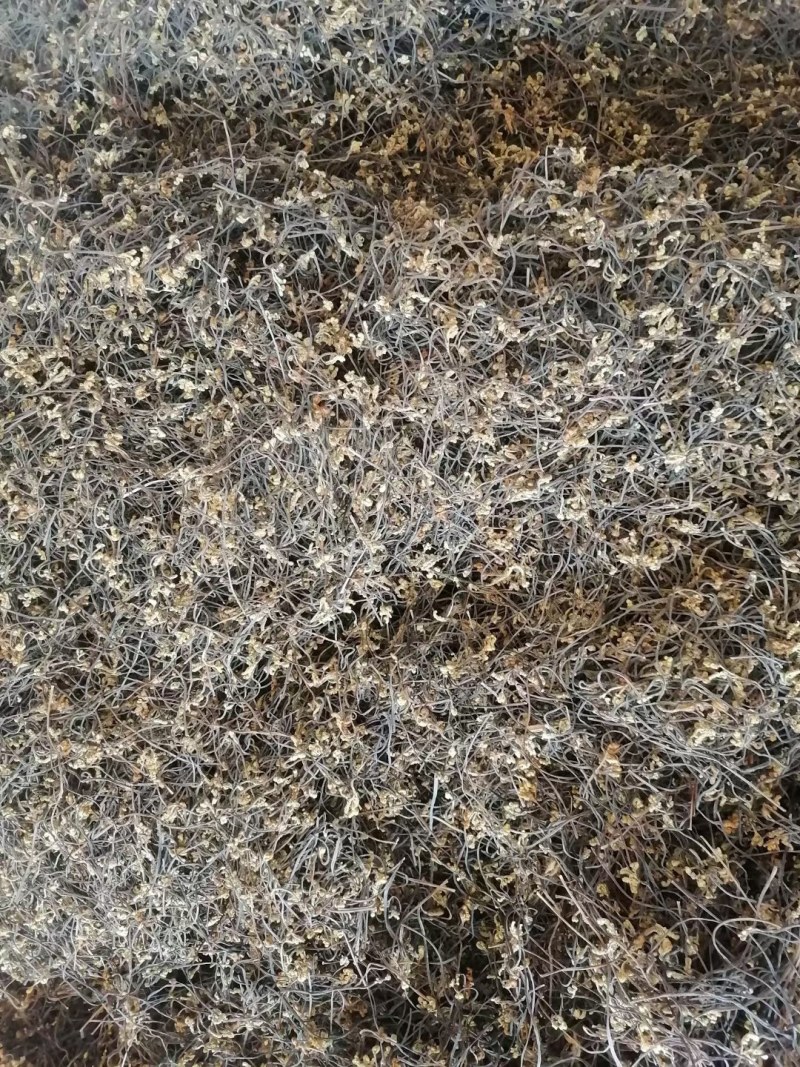 大山里生长的野生蕨菜干，健康营养。吸收阳光精华晒干