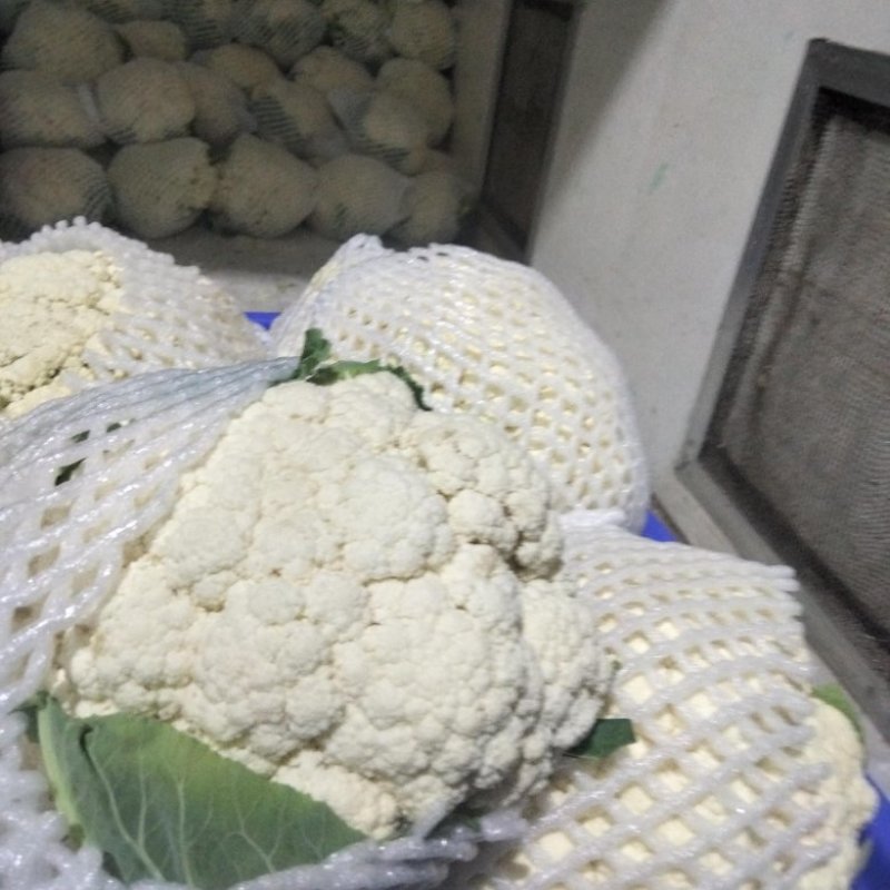 陕西三原有机花大量走货中