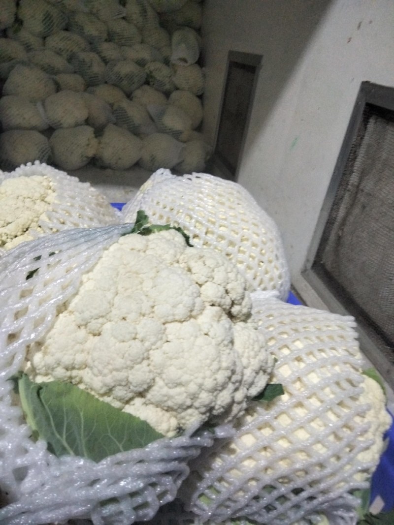 陕西三原有机花大量走货中