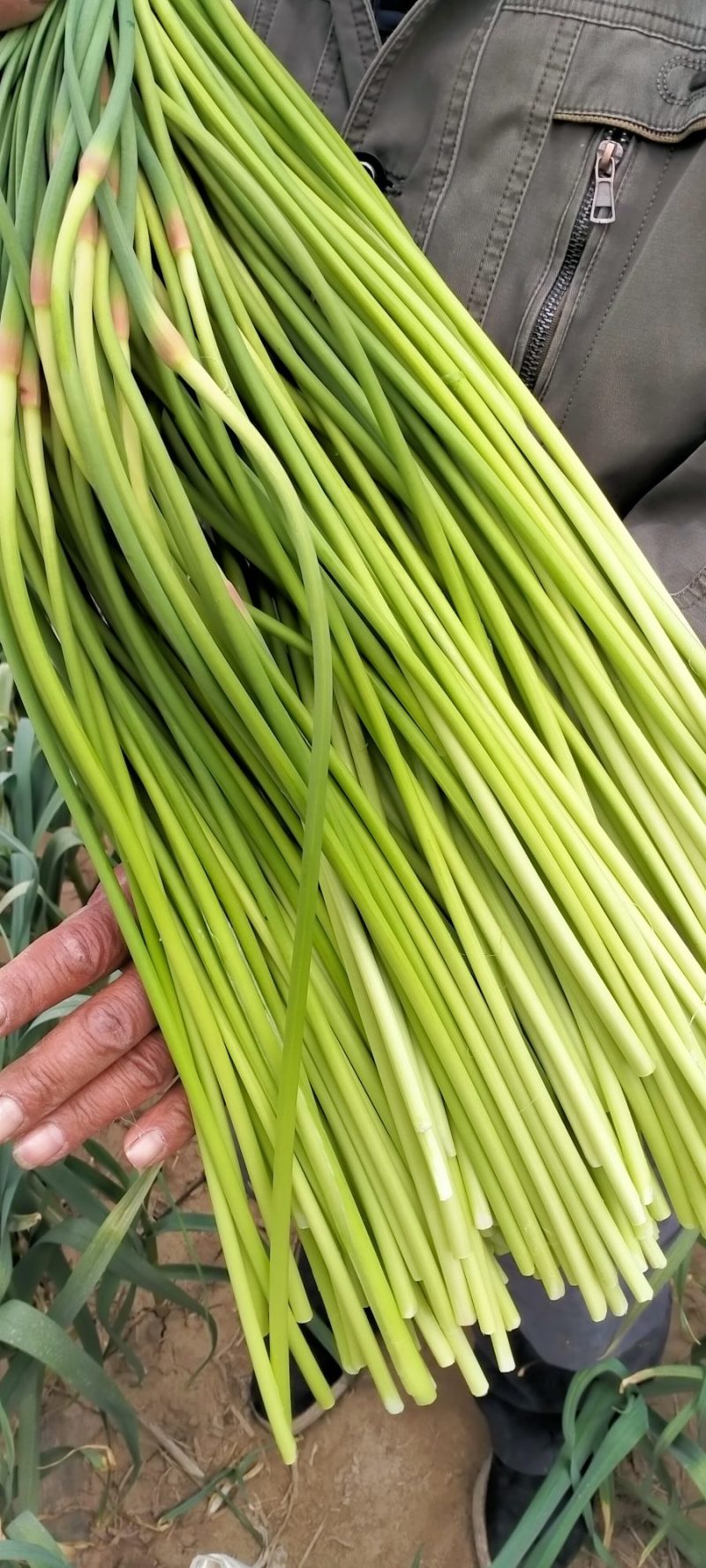 优质红帽蒜苔，白帽蒜苔大量上市