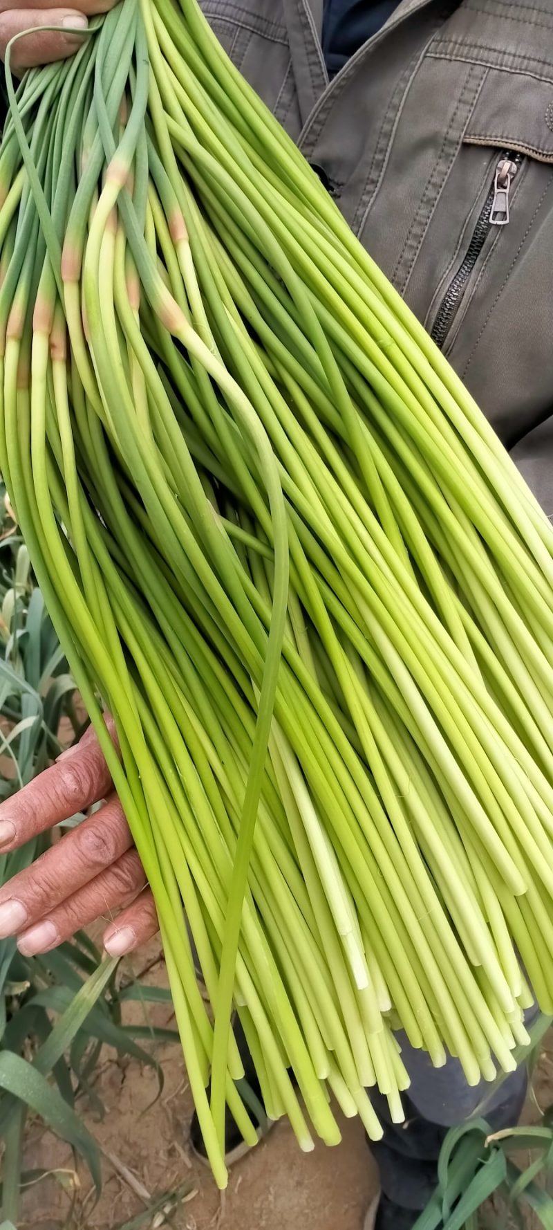 优质红帽蒜苔，白帽蒜苔大量上市