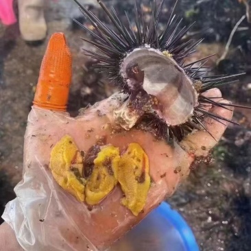 海胆肉