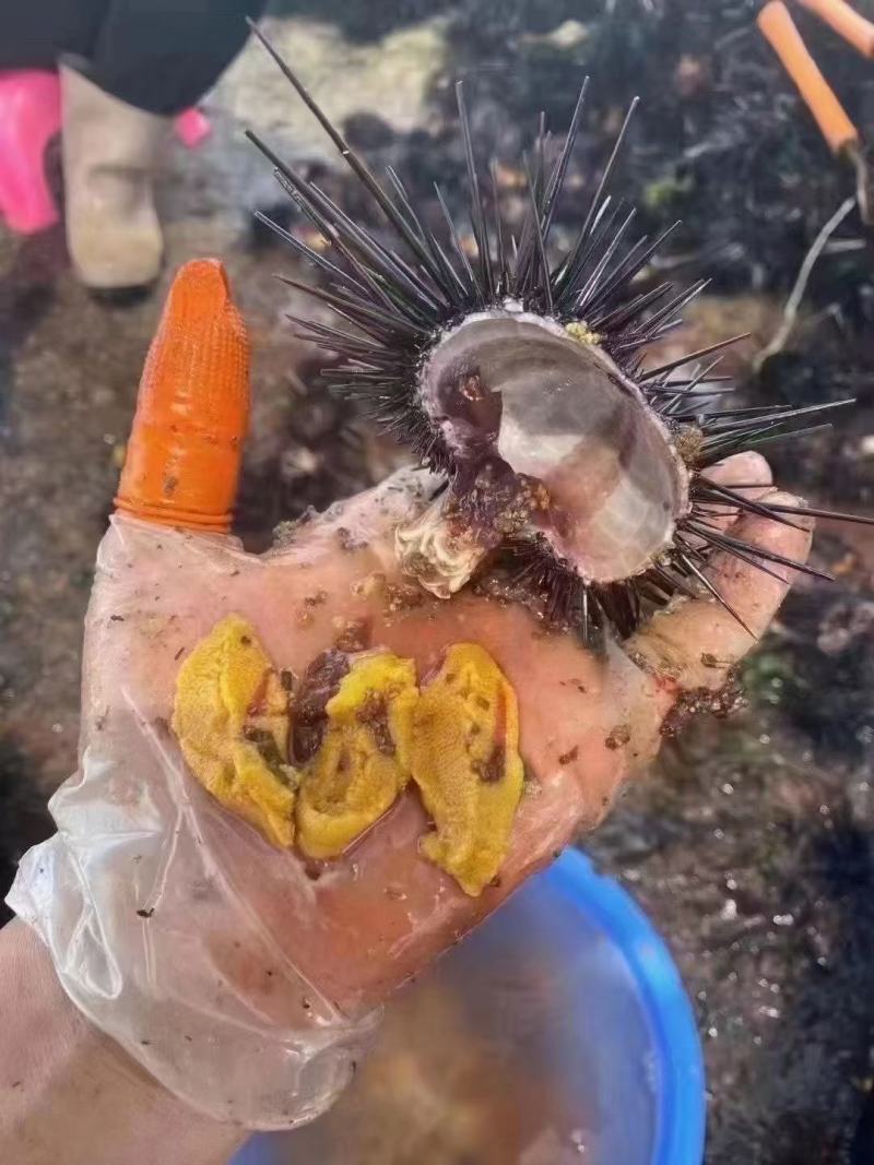 海胆肉
