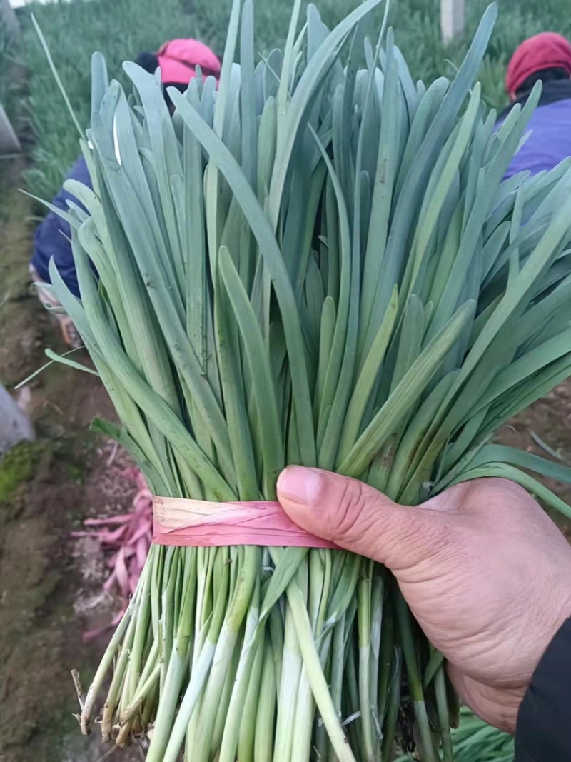 辽宁省凌海市陆地头茬红根韭菜大量上市