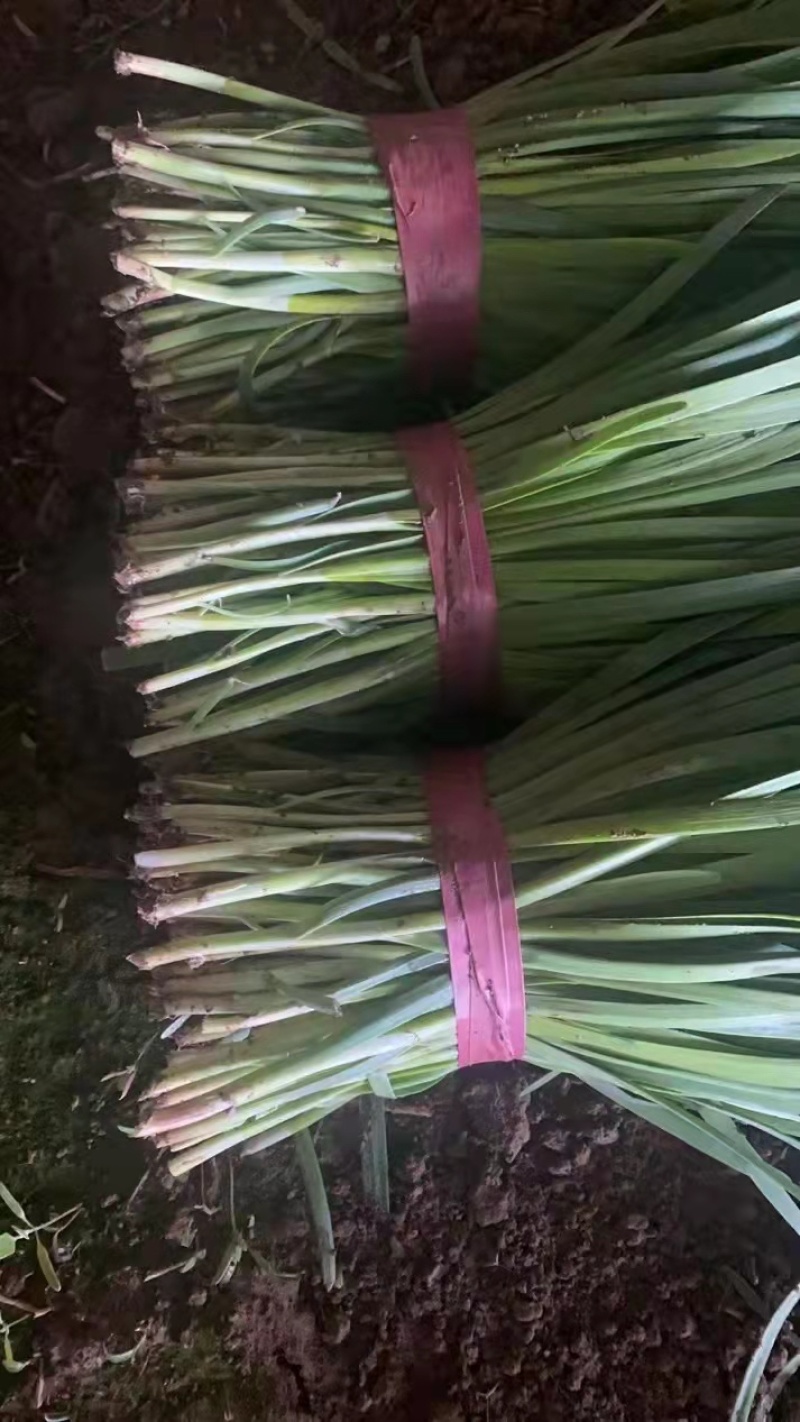 辽宁省凌海市陆地头茬红根韭菜大量上市