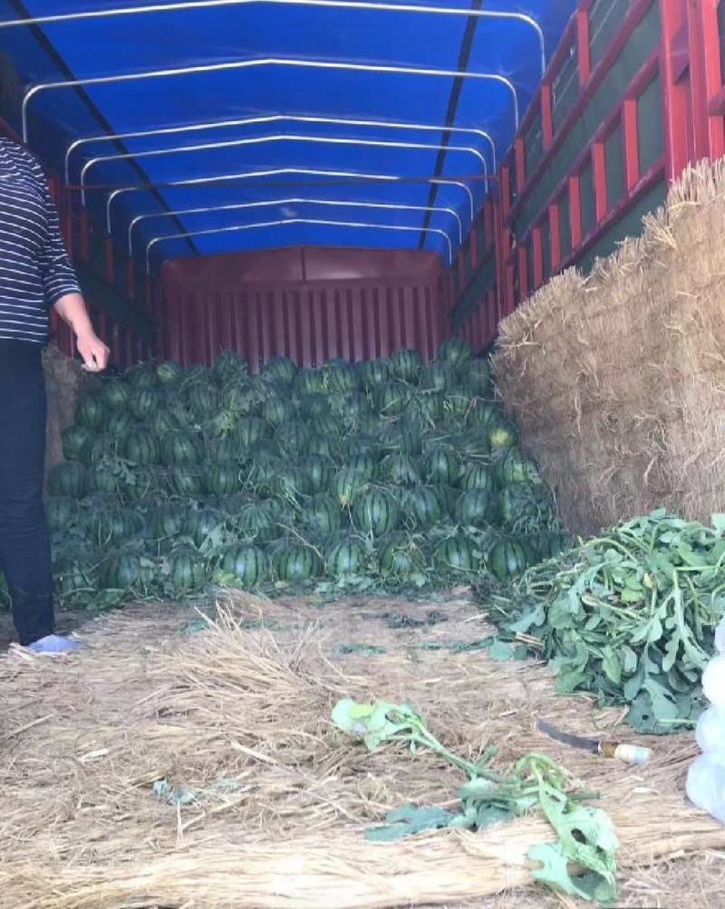 甜王西瓜京欣西瓜产地直发品质保证诚信经营欢迎联系