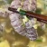 200克熟冻虾爬肉，虾姑肉