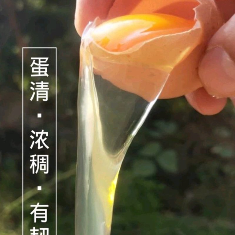 笨鸡蛋