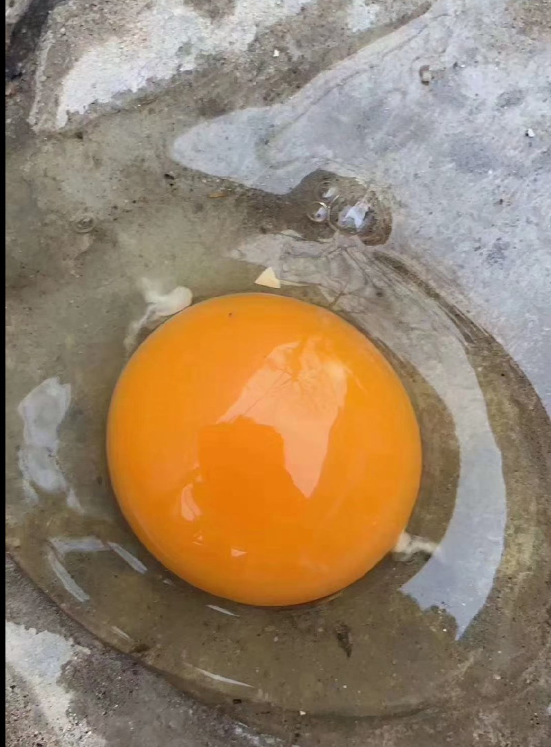 笨鸡蛋