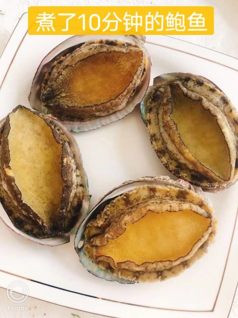 鲍鱼