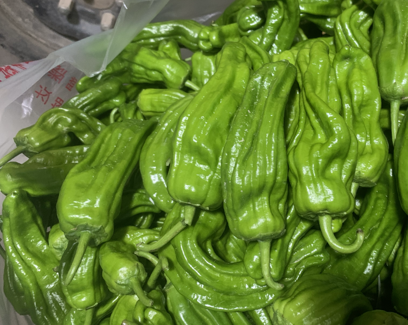 薄皮鲜（苏椒)皮簿肉厚，果型漂亮，市场供不应求