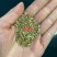 翠菊花卉种子江西腊七月菊花籽春秋播种易活花海盆栽单色混色