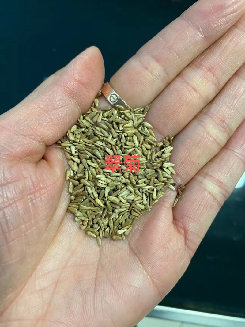翠菊花卉种子江西腊七月菊花籽春秋播种易活花海盆栽单色混色