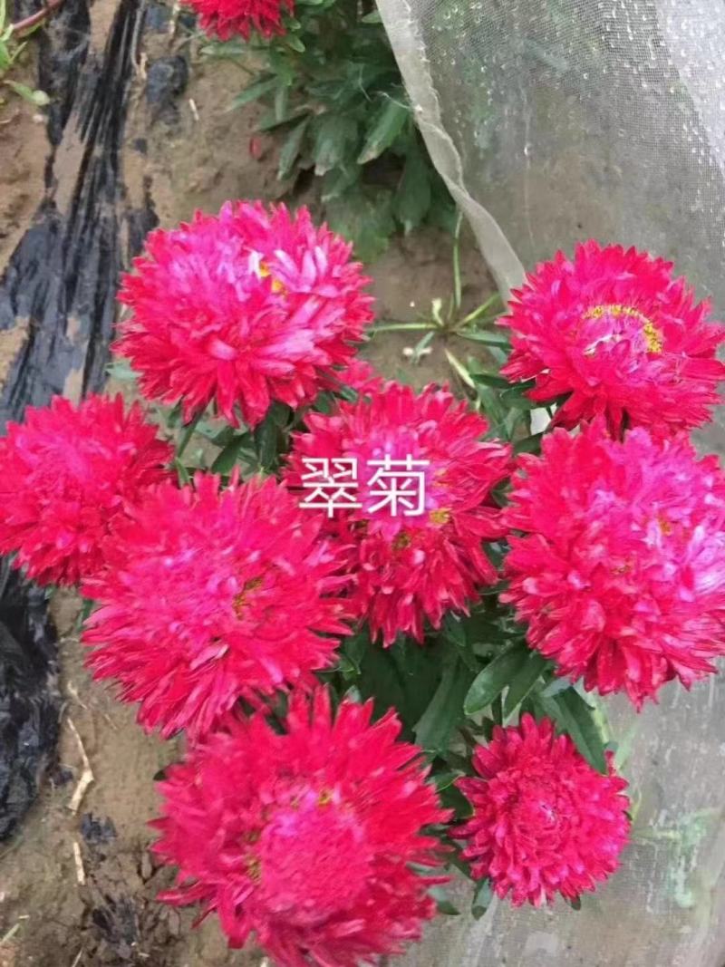 翠菊花卉种子江西腊七月菊花籽春秋播种易活花海盆栽单色混色