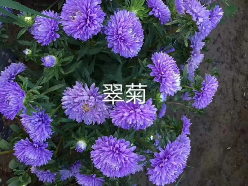 翠菊花卉种子江西腊七月菊花籽春秋播种易活花海盆栽单色混色