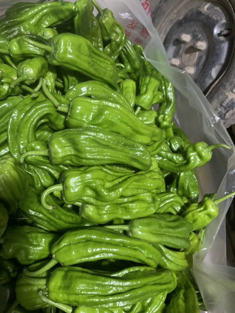 薄皮鲜（苏椒)皮簿肉厚，果型漂亮，市场供不应求